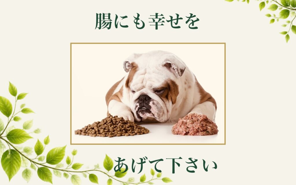 ドッグフードと生肉を前に、どちらを食べるか迷うブルドッグ。「腸にも幸せを　あげて下さい」さえぐさ誠先生の言葉